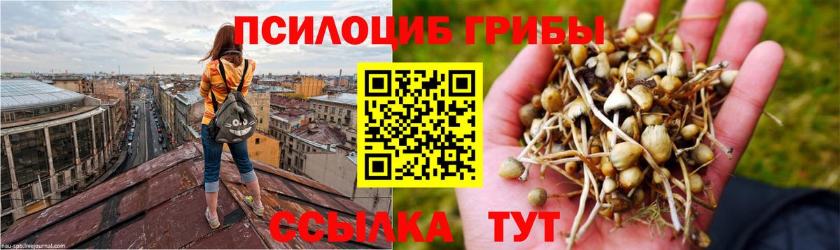 Михайловск  Псилоцибиновые грибы Psilocybe  Вход с VPN 